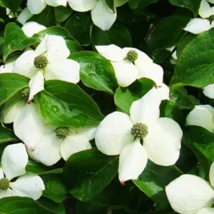 White Dogwood Live Plant – Quart Pot – Ornamental Flowering Tree – Outdoor - Image 6