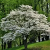 White Dogwood Sapling Tree - Cornus Florida Live Plant - 10-16" Tall, 1 Quart Pot - Outdoor Ornamental - Image 1