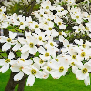 White Dogwood Sapling Tree - Cornus Florida Live Plant - 10-16