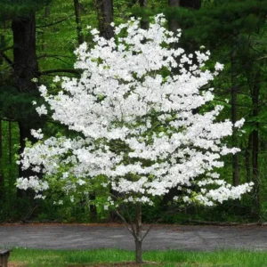 White Dogwood Sapling Tree - Cornus Florida Live Plant - 10-16