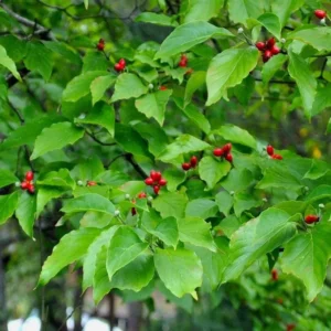 White Dogwood Sapling Tree - Cornus Florida Live Plant - 10-16