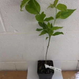 White Dogwood Sapling Tree - Cornus Florida Live Plant - 10-16