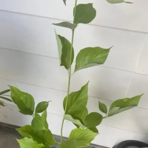 White Dogwood Sapling Tree - Cornus Florida Live Plant - 10-16