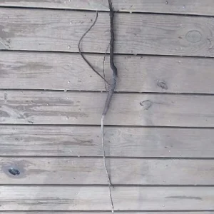 White Dogwood Tree Bareroot Plant, 12-18 inches Tall, Outdoor Ornamental - Image 2