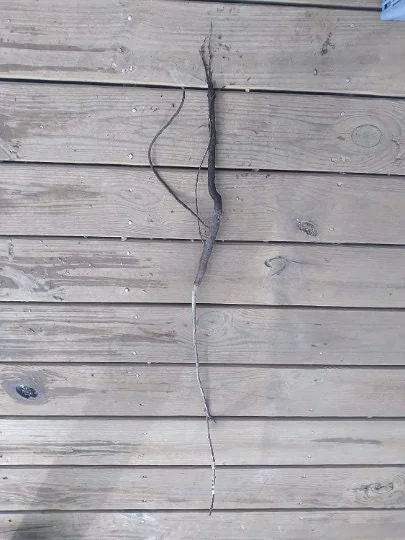 White Dogwood Tree Bareroot Plant, 12-18 inches Tall, Outdoor Ornamental - Image 2