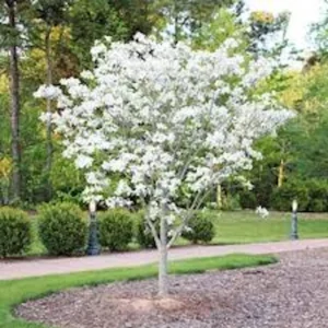 White Dogwood Tree – Live Bare Root Plant – Cornus florida – 12-24in Tall - Image 5