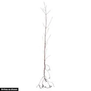 White Dogwood Tree – Live Bare Root Plant – Cornus florida – 12-24in Tall - Image 6
