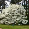 White Dogwood Tree Live Plant – 1-2 Ft Tall Flowering Dogwood – Outdoor - Image 1