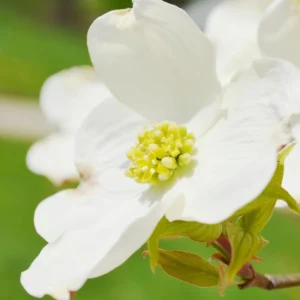 White Dogwood Tree Live Plant – 1-2 Ft Tall Flowering Dogwood – Outdoor - Image 5