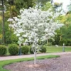 White Dogwood Tree Live Plant 12-24in Tall - Cornus florida, Bare Root - Image 1