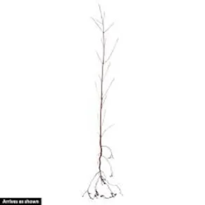 White Dogwood Tree Live Plant 12-24in Tall - Cornus florida, Bare Root - Image 2