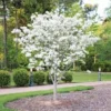 White Dogwood Tree Live Plant Bare Root - Cornus florida 12-24in Tall - Image 1