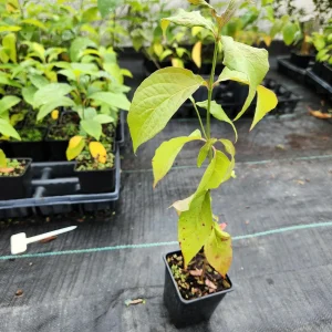 White Dogwood Tree Live Plant - Cornus Florida 4
