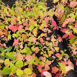 White Dogwood Tree Live Plant - Cornus Florida 4