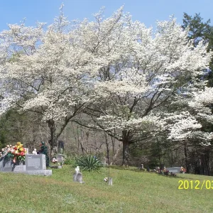 White Dogwood Tree Live Plant - Cornus Florida 4