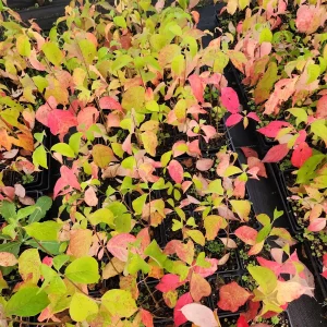 White Dogwood Trees (Cornus Florida) Live Plant – 4 inch Container – Outdoor - Image 3