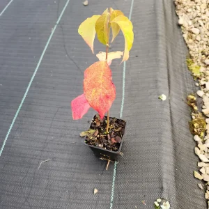 White Dogwood Trees (Cornus Florida) Live Plant – 4 inch Container – Outdoor - Image 4