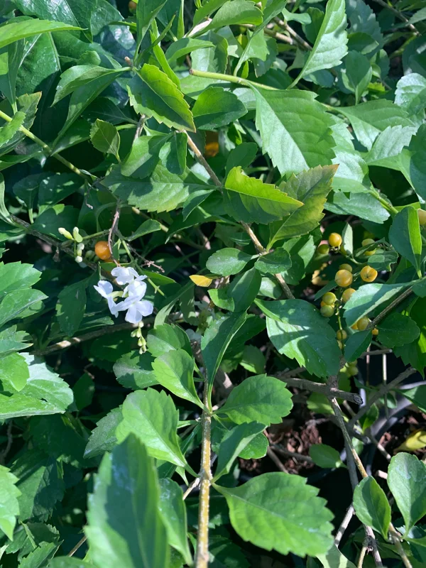 White Duranta Live Plant - 1ft Tall Shrub in 6" Pot - Outdoor - Image 2