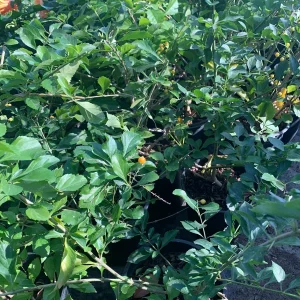 White Duranta Live Plant - 1ft Tall Shrub in 6