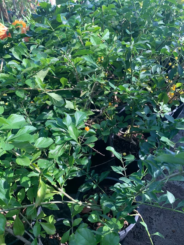 White Duranta Live Plant - 1ft Tall Shrub in 6" Pot - Outdoor - Image 3