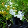 White Duranta Live Plant - 1ft Tall Shrub in 6" Pot - Outdoor - Image 1