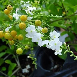 White Duranta Live Plant - 1ft Tall Shrub in 6