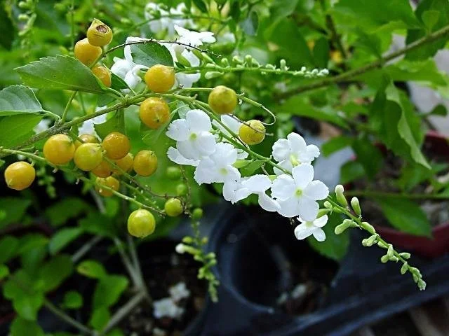White Duranta Live Plant - 1ft Tall Shrub in 6" Pot - Outdoor - Image 1