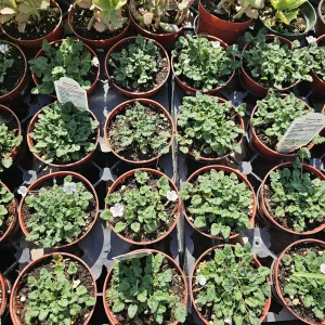 White Erodium Live Plant Erodium x variabile Album 4in Pot Terrarium Ground Cover - Image 3