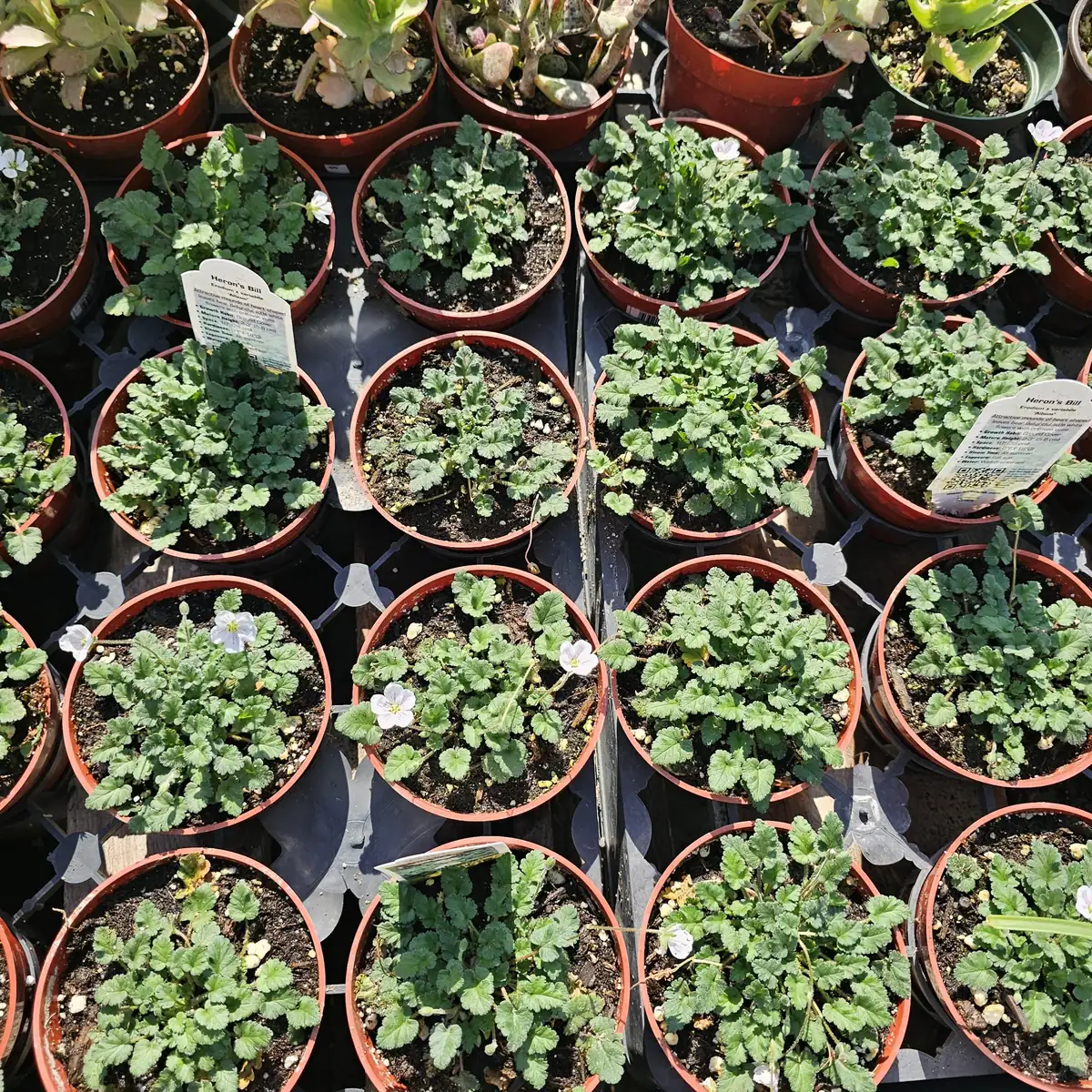 White Erodium Live Plant Erodium x variabile Album 4in Pot Terrarium Ground Cover - Image 3