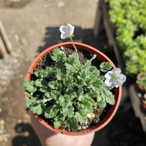 White Erodium Live Plant Erodium x variabile Album 4in Pot Terrarium Ground Cover - Image 4