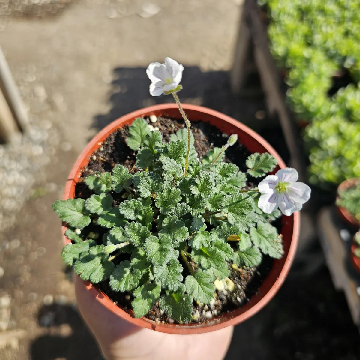 White Erodium Live Plant Erodium x variabile Album 4in Pot Terrarium Ground Cover - Image 4