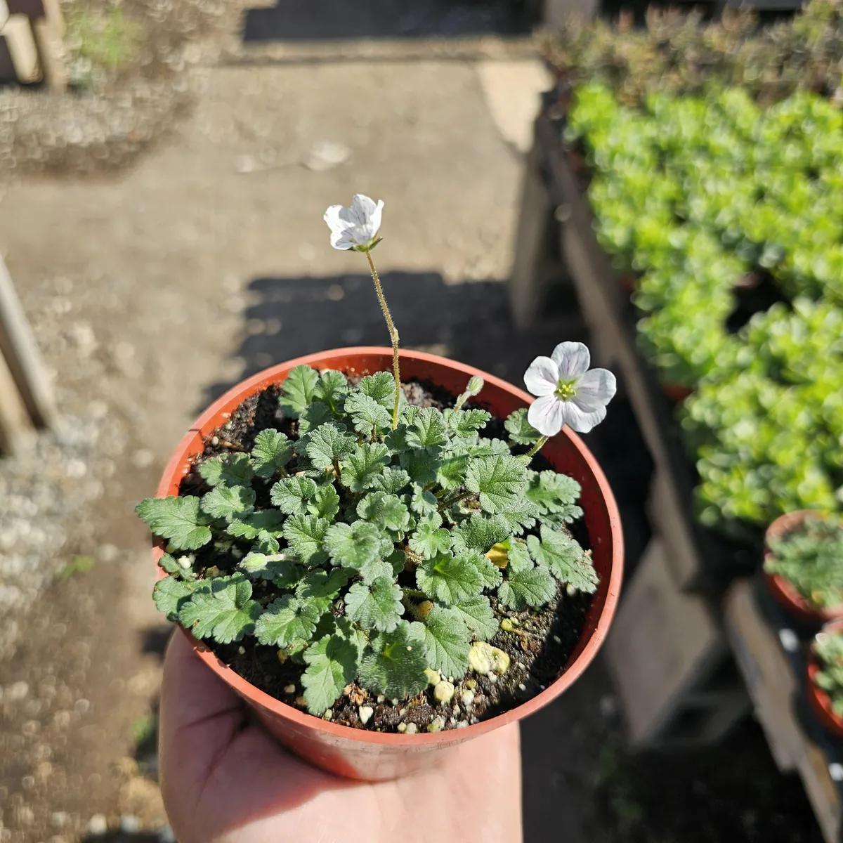 White Erodium Live Plant Erodium x variabile Album 4in Pot Terrarium Ground Cover - Image 1