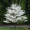 White Flowering Dogwood Bare Root Seedling - 2 Pack, 18 inch Tall, Outdoor Tree - Image 1