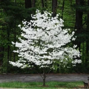 White Flowering Dogwood Bare Root Seedling - 2 Pack, 18 inch Tall, Outdoor Tree - Image 1
