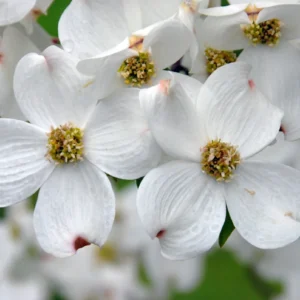 White Flowering Dogwood Tree - Cornus florida Live Plant - 4 inch Nursery Pot - Outdoor - Image 2