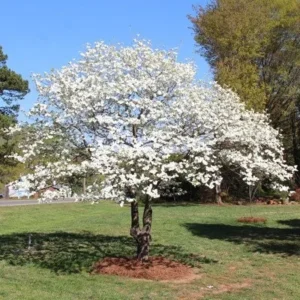 White Flowering Dogwood Tree - Cornus florida Live Plant - 4 inch Nursery Pot - Outdoor - Image 3