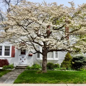 White Flowering Dogwood Tree Live Plant - Cornus florida, Quart Pot, 10-16 inches Tall, Outdoor - Image 10
