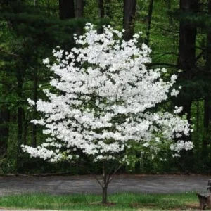 White Flowering Dogwood Tree Live Plant - Cornus florida - 1 Quart Pot - Image 2
