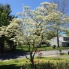 White Flowering Dogwood Tree Live Plant - Cornus florida, Quart Pot, 10-16 inches Tall, Outdoor - Image 1