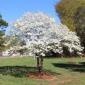 White Flowering Dogwood Tree Live Plant - Cornus florida - 1 Quart Pot - Image 3