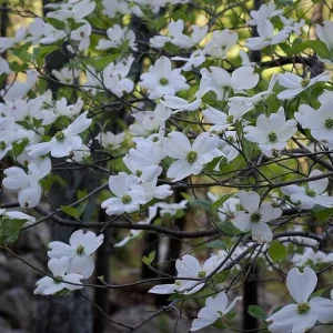 White Flowering Dogwood Tree Live Plant - Cornus florida, Quart Pot, 10-16 inches Tall, Outdoor - Image 3