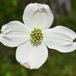 White Flowering Dogwood Tree Live Plant - Cornus florida, Quart Pot, 10-16 inches Tall, Outdoor - Image 5