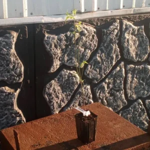 White Flowering Dogwood Tree Live Plant - Cornus florida, Quart Pot, 10-16 inches Tall, Outdoor - Image 8