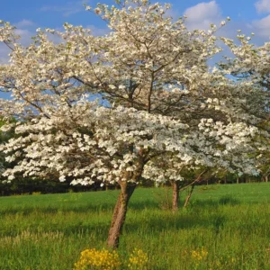 White Flowering Dogwood Tree Live Plant - Cornus florida, Quart Pot, 10-16 inches Tall, Outdoor - Image 9