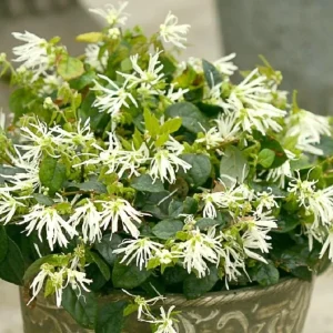 White Fringe Flower Live Plant - 4 inch Pot Loropetalum - Outdoor Shrub - Image 1