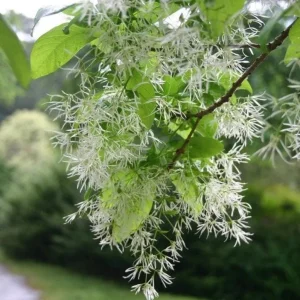 White Fringe Tree Live Plant - Chionanthus virginicus - 1 Quart Pot - Outdoor - Image 3