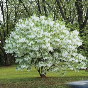 White Fringe Tree Live Plant - Chionanthus virginicus - 1 Quart Pot - Outdoor - Image 5