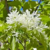 White Fringe Tree Live Plant - Chionanthus virginicus - 1 Quart Pot - Outdoor - Image 1