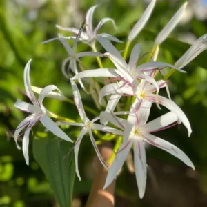White Giant Spider Lily Crinum Bulbs - 12 Count - Fragrant Outdoor Plant - Image 2