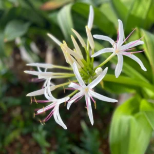 White Giant Spider Lily Crinum Bulbs - 12 Count - Fragrant Outdoor Plant - Image 3